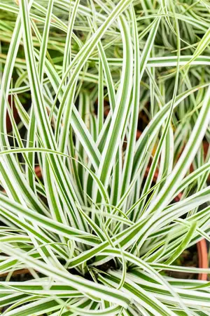 carex oshimensis  everest ® - afbeelding 5