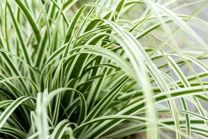 carex oshimensis  everest ® - afbeelding 2