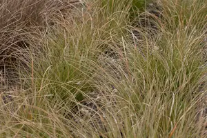 carex testacea  prairy fire