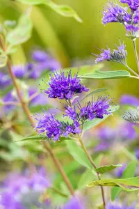 caryopteris cland.  heavenly blue 