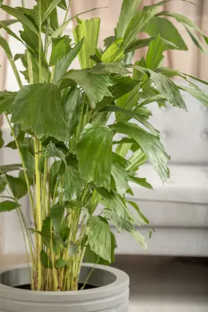 caryota mitis - afbeelding 4