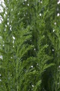 chamaecyparis elwoodii