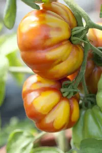 cherry tomaat f1 - afbeelding 2