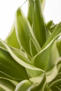 mix 1 - afbeelding 4