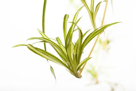 mix 1 - afbeelding 2