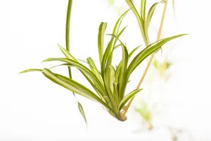 mix 1 - afbeelding 2