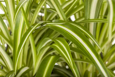 mix 1 - afbeelding 3