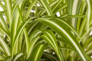 mix 1 - afbeelding 3