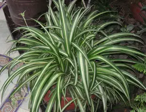 chlorophytum comosum