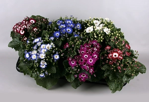 cineraria venesia