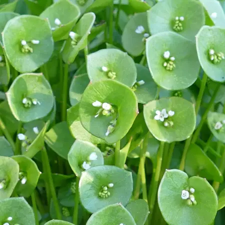 claytonia perfoliata