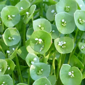 claytonia perfoliata