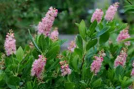 clethra alnif.  ruby spice  30-50 cm. c3