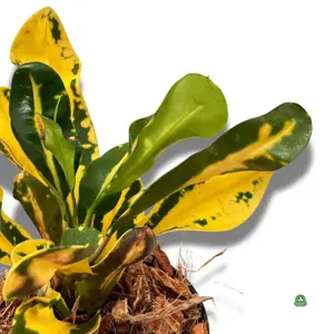 codiaeum variegatum gold sun
