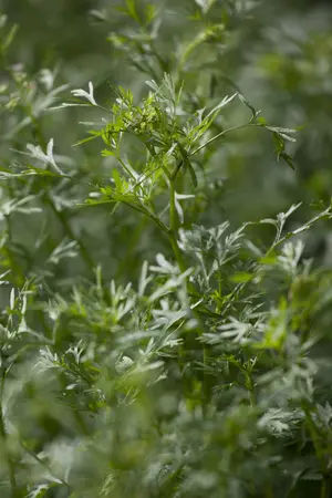 coriandrum sativum - afbeelding 2