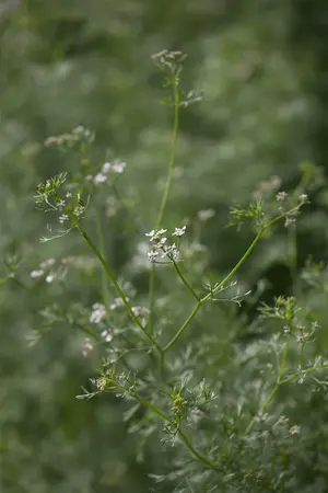 coriandrum sativum - afbeelding 3