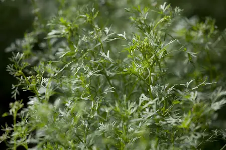 coriandrum sativum - afbeelding 1