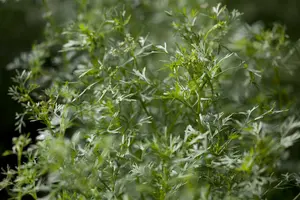 coriandrum sativum - afbeelding 1