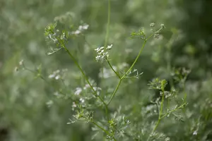coriandrum sativum - afbeelding 4