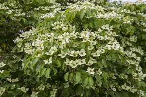 cornus k. china girl