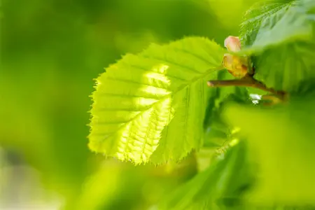 rode hazelnoot - afbeelding 2