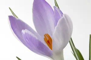 crocus