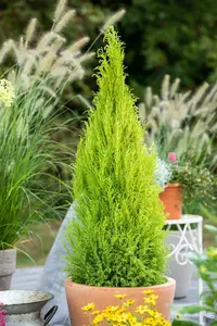 cupressus macrocarpa goldcrest wilma  - afbeelding 3