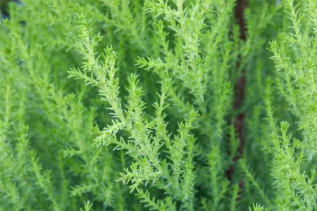 cupressus macrocarpa goldcrest wilma  - afbeelding 1