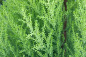 cupressus macrocarpa goldcrest wilma 