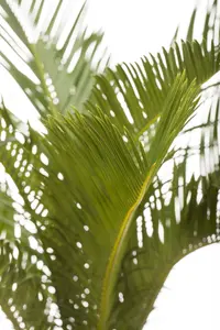 cycas revoluta
