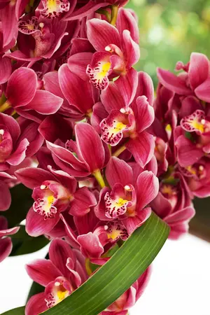 cymbidium - - afbeelding 3
