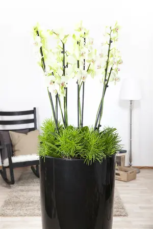 cymbidium - - afbeelding 4