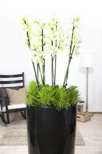 cymbidium - - afbeelding 4