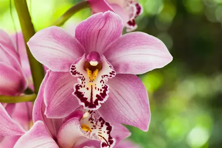 cymbidium - - afbeelding 1