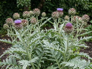 cynara cardunculus