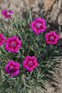 dianthus