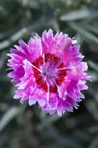 grote pot - afbeelding 3