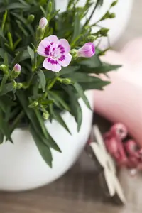 grote pot - afbeelding 5