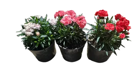 dianthus oscar