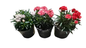 dianthus oscar