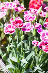 dianthus pink kisses