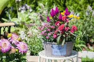 dianthus pink kisses - afbeelding 2