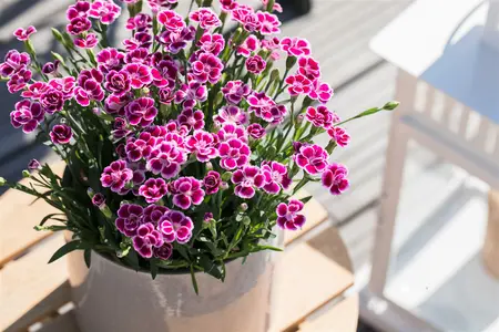 dianthus pink kisses - afbeelding 3