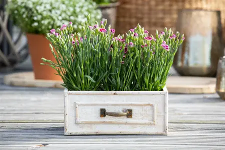 dianthus pink kisses - afbeelding 4