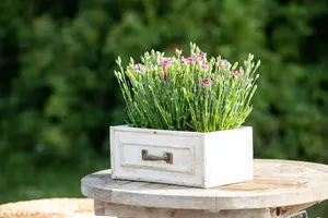 dianthus pink kisses - afbeelding 5