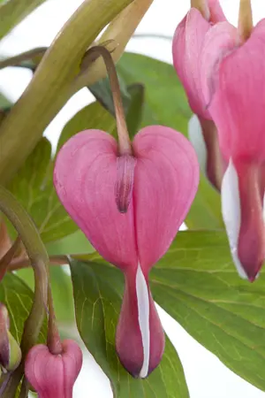 dicentra spectabilis - afbeelding 4