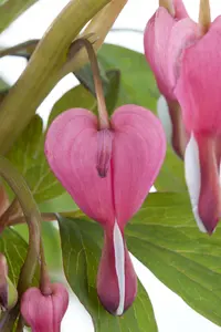 dicentra spectabilis - afbeelding 4