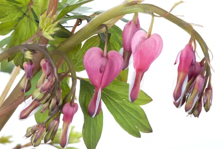 dicentra spectabilis - afbeelding 3