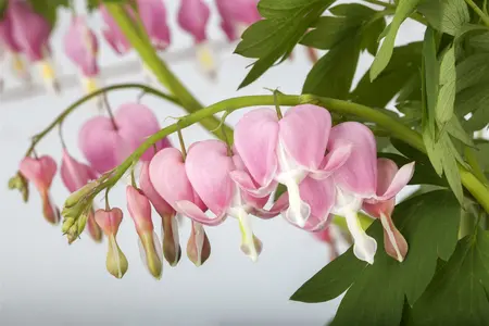 dicentra spectabilis - afbeelding 5