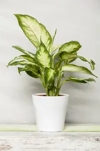 dieffenbachia - afbeelding 3